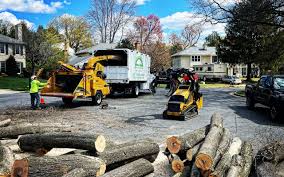  Battlement Mesa, CO Tree Removal Pros