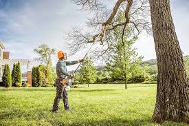 Best Tree Trimming and Pruning  in Battlement Mesa, CO