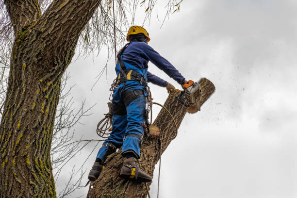 Best Fruit Tree Pruning  in Battlement Mesa, CO