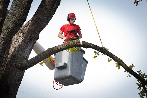 Best Tree Maintenance Programs  in Battlement Mesa, CO