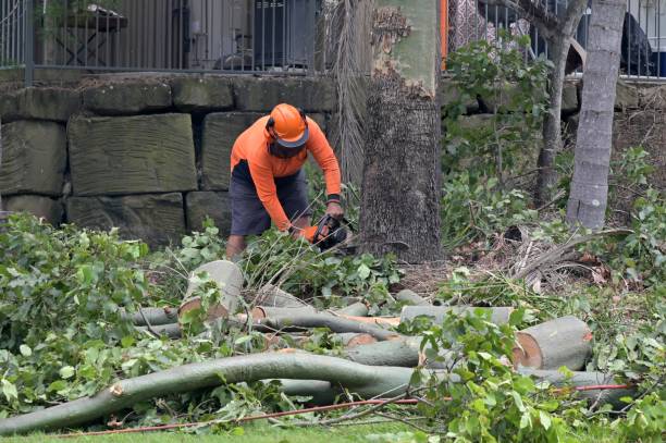 Battlement Mesa, CO Tree Removal Company